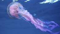 Llega el 'clavel del mar' a las playas: qué hacer si te pica esta temida medusa