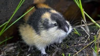 El genoma del lemin noruego desvela que es una especie única en el mundo 