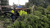 Herida grave una mujer al caerle encima un árbol a causa de la tormenta en Madrid