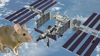 La NASA prueba ratones en la ISS y descubre que el espacio destruye los huesos desde dentro