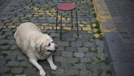 Operación ‘bikini’ perruna, o cómo ayudar a tu perro a perder peso