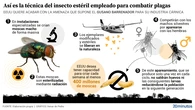 Así es plan de EEUU para criar en laboratorio millones de moscas y lanzarlas a México para combatir al peligroso gusano barrenador