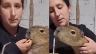 El criticado vídeo de una mujer dándole pastas y mate a una capibara: "No son humanos"