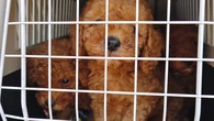 Denuncian a seis personas relacionadas con la introducción ilegal de perros en Catalunya después de localizar a 56 cachorros