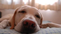 La importancia de tener una rutina con nuestro perro: "Si no, va a estar pendiente de todo lo que va a pasar y no va a descansar"