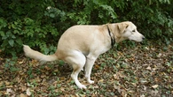 ¿Por qué algunos perros dan tantas vueltas sobre sí mismos antes de defecar?