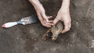 Los perros estaban en América antes que Colón, pero casi todos desaparecieron tras él