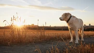 El cáncer de piel existe también en perros: cuidado con el sol en verano