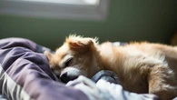 EN IMÁGENES | Trece rutinas básicas para cuidar de nuestros perros