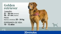 Las cinco razas caninas más populares en el Libro de Orígenes Español