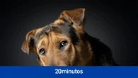 Puppie, Tron o Raúl, mestizos olvidados en las protectoras de España