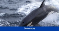 Un estudio revela que las orcas se enseñan unas a otras a cómo robar pescado