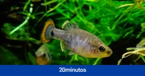 El pez tequila regresa a las aguas de su México nativo tras años de crianza en un zoo de Reino Unido: "Un verdadero hito"