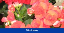 Hallan en el Tíbet la begonia más grande del mundo: mide tres metros de altura