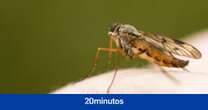 Por qué los mosquitos son siempre capaces de oler y picar a los humanos