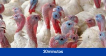 La gripe aviar N3H8 infecta a un humano por primera vez: ¿puede suponer una amenaza?¿a qué especies afecta?¿cómo se transmite?