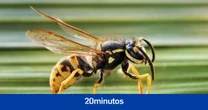 Cómo una sola avispa asiática acabó desatando una plaga en toda Europa
