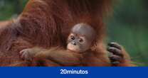 Los orangutanes adaptan su vocabulario al entorno social, como los humanos