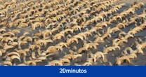 Hallan más de 2.000 carneros momificados en el templo del faraón Ramsés II