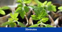 Las plantas estresadas emiten sonidos que los insectos pueden detectar: "Si los tomates no están estresados, son muy silenciosos"