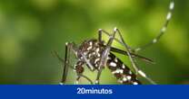 La ciencia descubre cómo te localizan los mosquitos