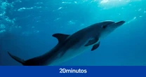 Los delfines necesitan "gritar" para comunicarse por el aumento del ruido submarino