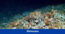 Sorprendente hallazgo en Ecuador de un arrecife de coral nunca visto : sobrevivió a 'El Niño' y tiene gran cantidad de vida marina