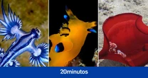 Dragón azul, bailarina española, pikachu... Así son estas sorprendentes babosas marinas