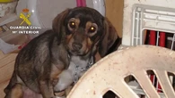 "Es muy importante detectar la violencia de los niños sobre las mascotas, porque puede ser indicativa de muchas cosas"