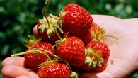 La temporada de la fresa, fuente de vitamina C, llega con la primavera: ¿cuáles son sus beneficios para la salud?