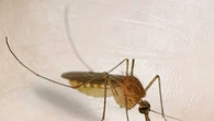 Dos por uno contra las picaduras de mosquitos: así es el 'pack' de Relec rebajado a mitad de precio en Amazon