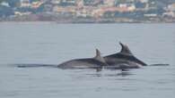 Los delfines son capaces de aprender los 'nombres' de sus compañeros a través de silbidos