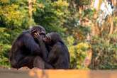 La ciencia tiene una nueva teoría sobre el origen del beso: un ritual de limpieza entre primates