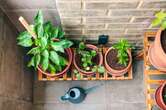 Consejos para cuidar las plantas cuando viene el calor: sombra, altura y buen riego