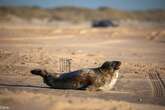 Una foca gris se deja ver en el Parque Nacional de Doñana tres años después del último avistamiento