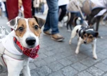 Así funcionan las ‘apps’ que encuentran vecinos para cuidar tu perro o tu gato en vacaciones