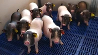 El primer trasplante de un pulmón animal en el pecho de una persona funciona durante nueve días