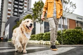 ¿Qué perros son más urbanitas y cuáles se adaptan peor a la ciudad?
