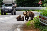 La persecución del oso avanza en Europa: Rumania solicita a la UE su desprotección
