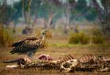 El ser humano ha extinguido 600 especies de aves y, con ellas, su función en la naturaleza