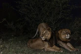 La travesía de los leones ‘Jacob’ y ‘Tibu’ en un río lleno de cocodrilos, la más larga jamás registrada