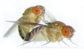 Una modificación genética transfiere a una mosca la costumbre de otra especie de regurgitar antes de copular