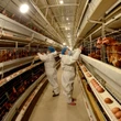 China veta la entrada de productos avícolas españoles por los brotes de gripe aviar