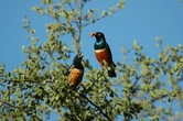 Estos pájaros establecen lazos de amistad para ayudarse a criar sus polluelos