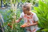 Varas, celosías, emparrados, túneles de verdor y otros soportes para sujetar plantas