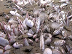 La vida se abre paso a casi 10.000 metros en lo más profundo del mar de Kamchatka