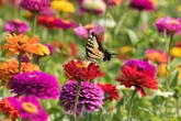 Una sola planta de zinia trae belleza, sonrisas, alimento y futuro