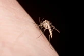 Por qué los mosquitos te pican más a ti (y qué hacer para evitarlo este verano)