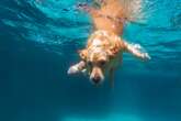 ¡Al agua, perros!, las razas más acuáticas y cómo tener un baño seguro en verano