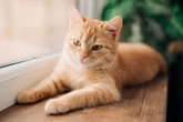 Resuelto el misterio de los gatos naranjas: un gen explica por qué casi todos son machos